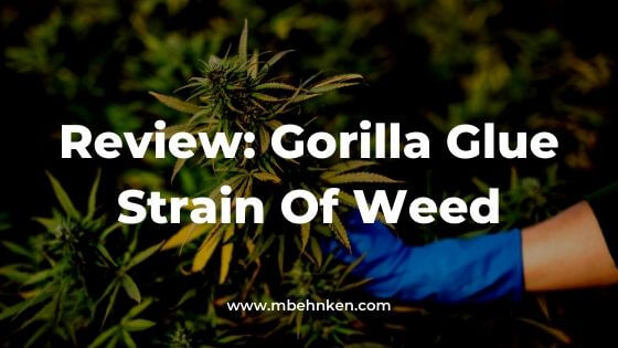 Review_ Gorilla Glue Strain Of Weed